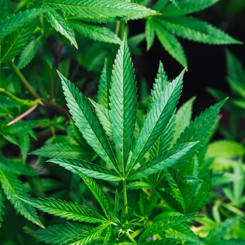 Weed PFP
