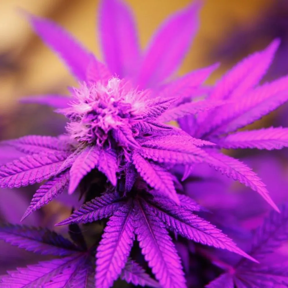 Weed PFP