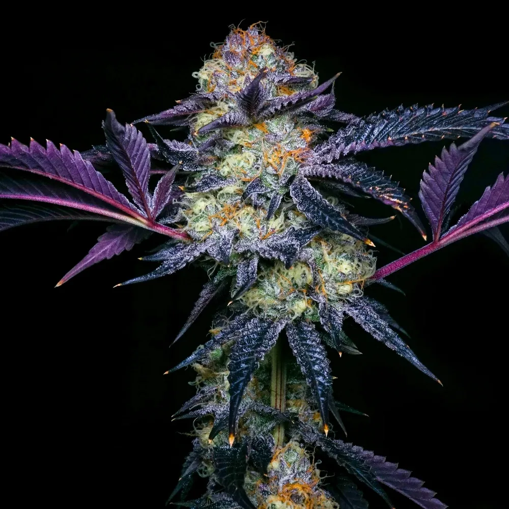 Weed PFP