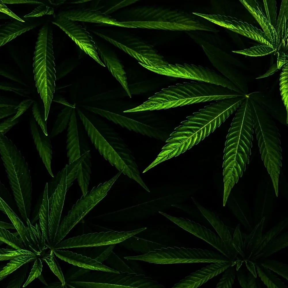Weed PFP