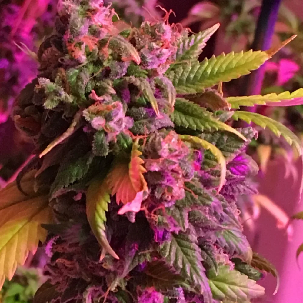 Weed PFP