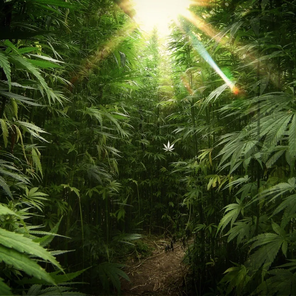 Weed PFP