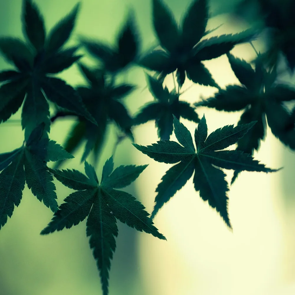Weed PFP