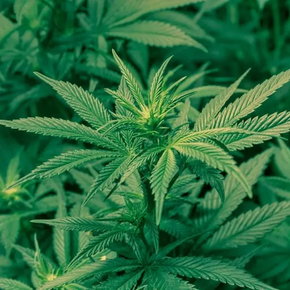 Weed PFP