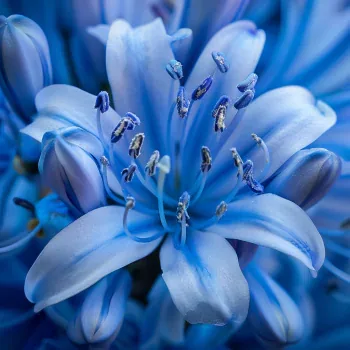 Flower PFP