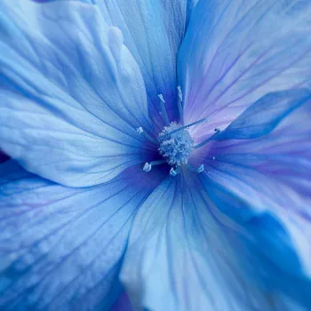 Flower PFP
