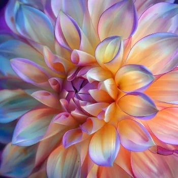 Flower PFP