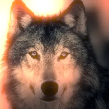 Wolf Pfp