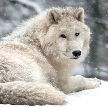 Wolf Pfp