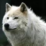Wolf Pfp