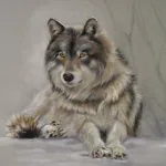 Wolf Pfp