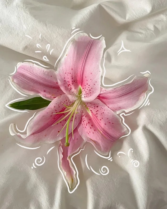Aesthetic Flower Drawing