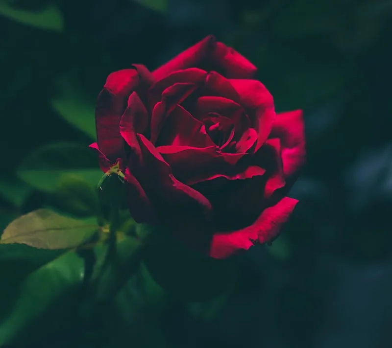 Flower PFP