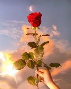 Flower PFP
