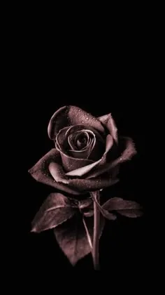 Flower PFP