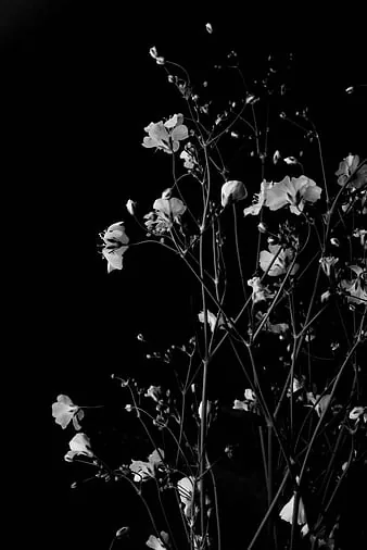 Flower PFP