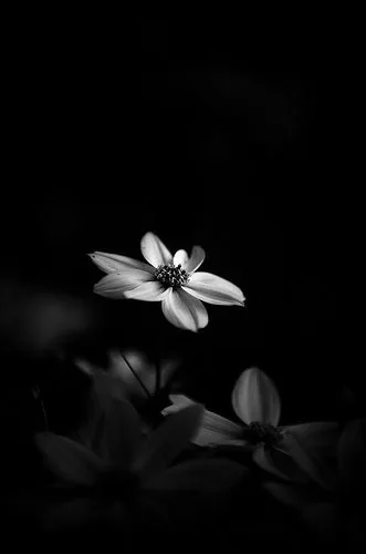Flower PFP
