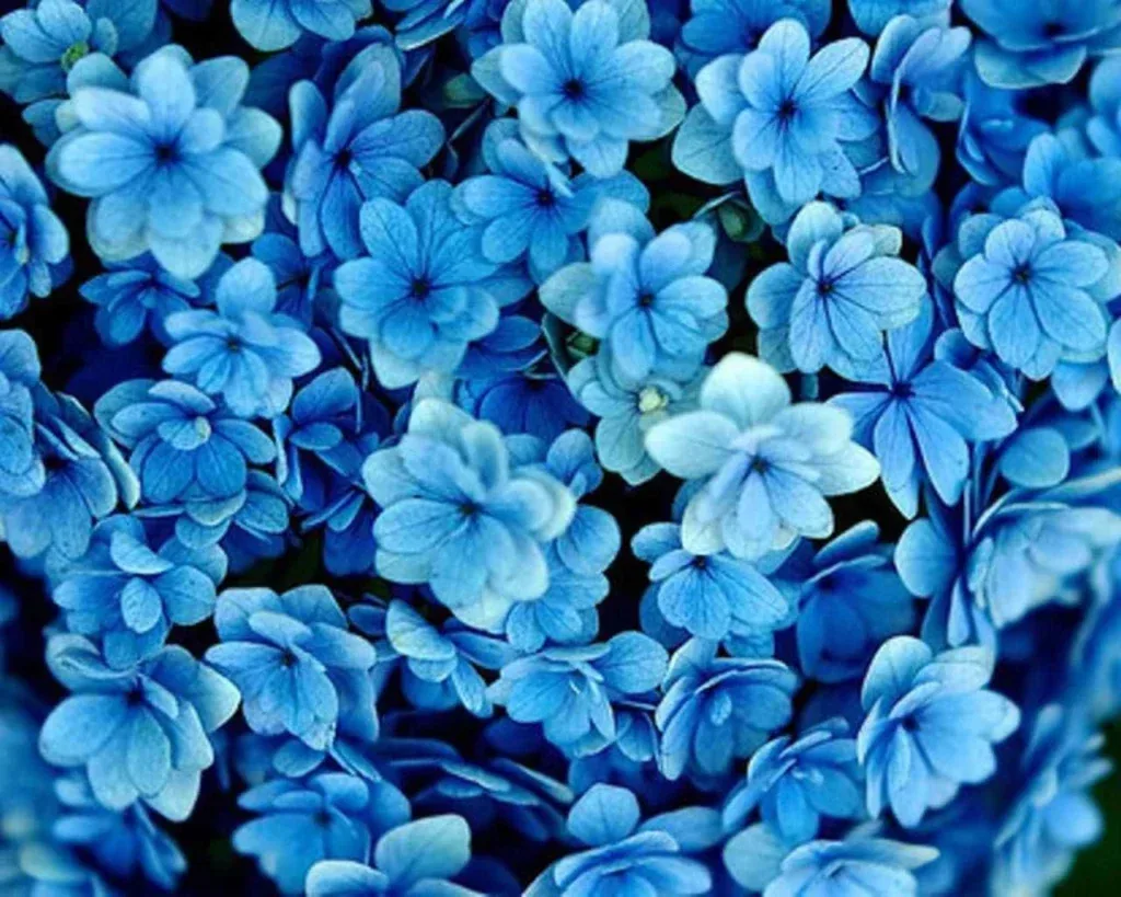 Flower PFP