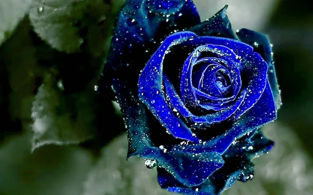 Flower PFP