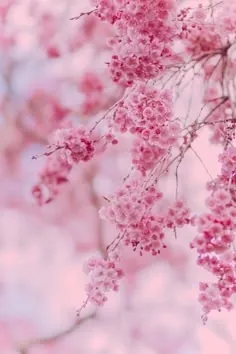 Flower PFP