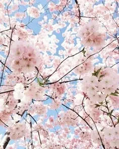Aesthetic Flower PFP Pinterest