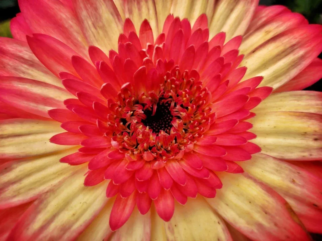 Aesthetic Flower PFP Pinterest