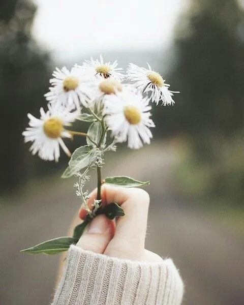 Aesthetic Flower PFP Pinterest