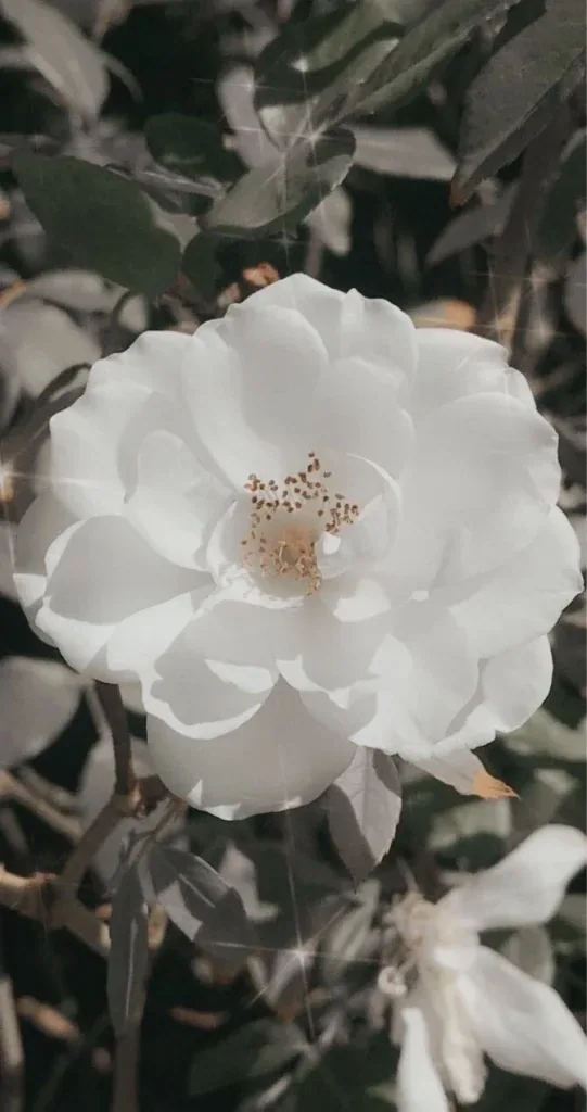 Aesthetic Flower PFP Pinterest