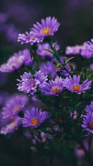 Flower PFP