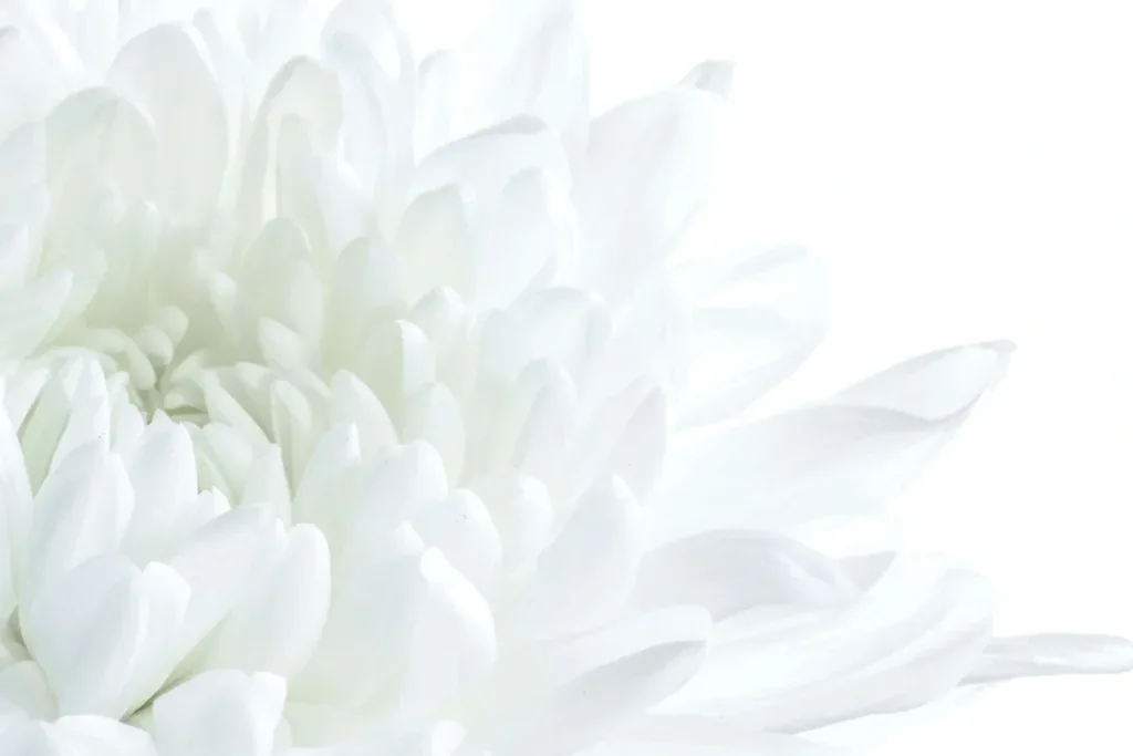 Flower PFP
