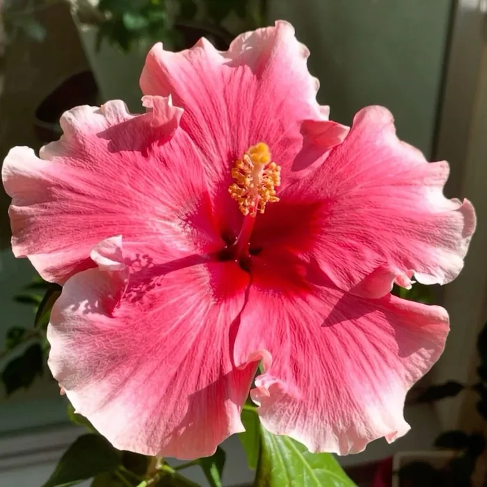 Aesthetic Pink Flower PFP