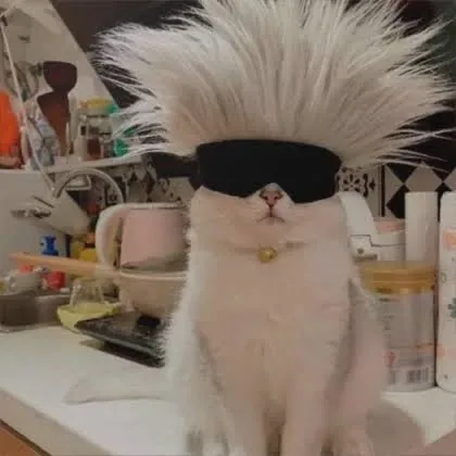 Cat Gojo Pfp