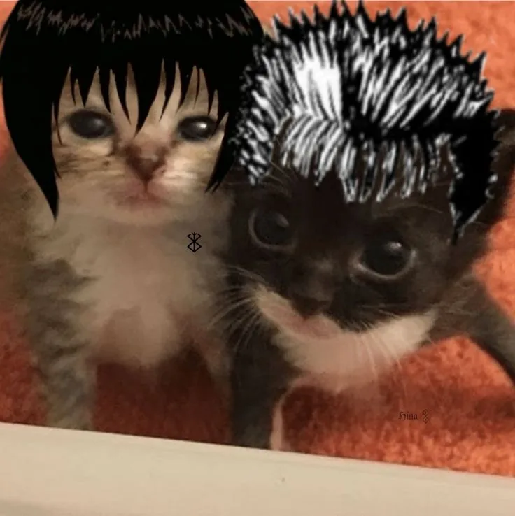 Cat Guts PFP