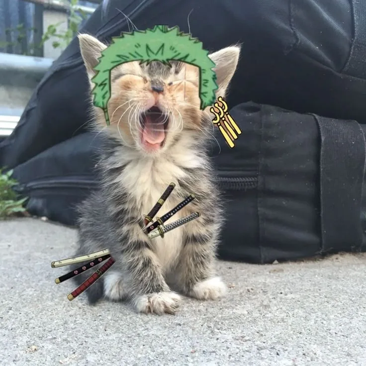 Cat Zoro PFP