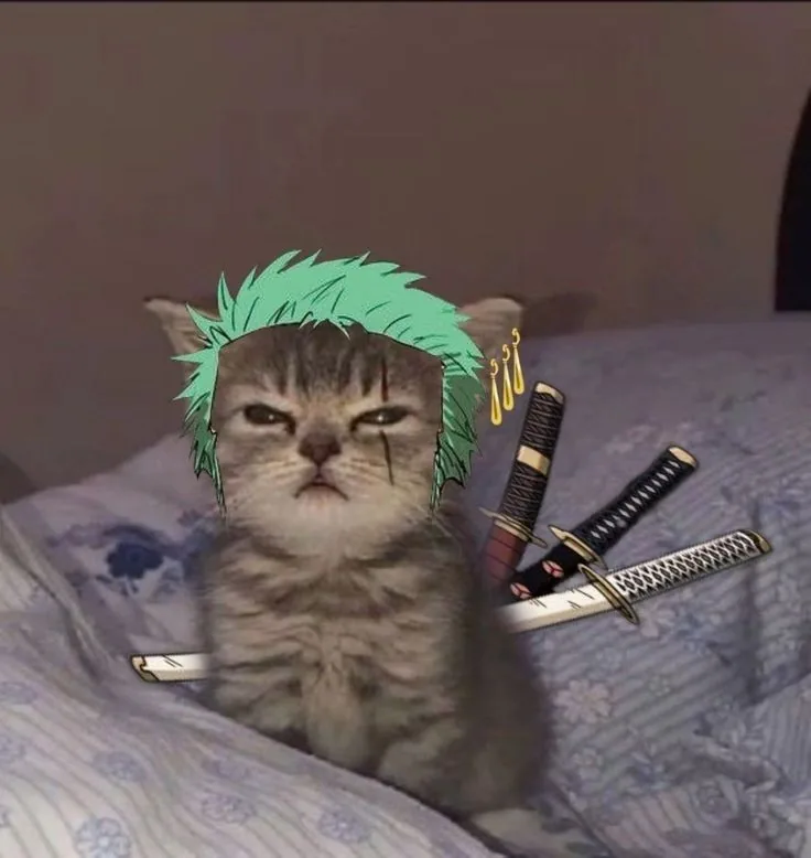 Cat Zoro PFP
