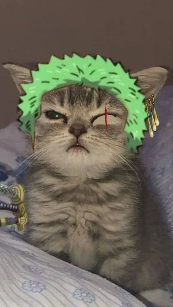 Cat Zoro PFP