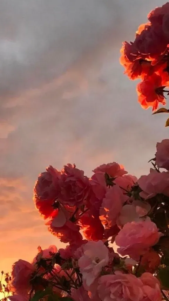 Cute Aesthetic Flower PFP