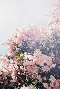 Cute Aesthetic Flower PFP