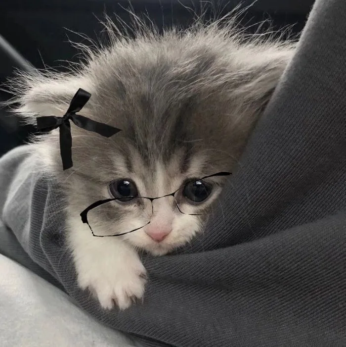 Cute Cat Pfp Emo