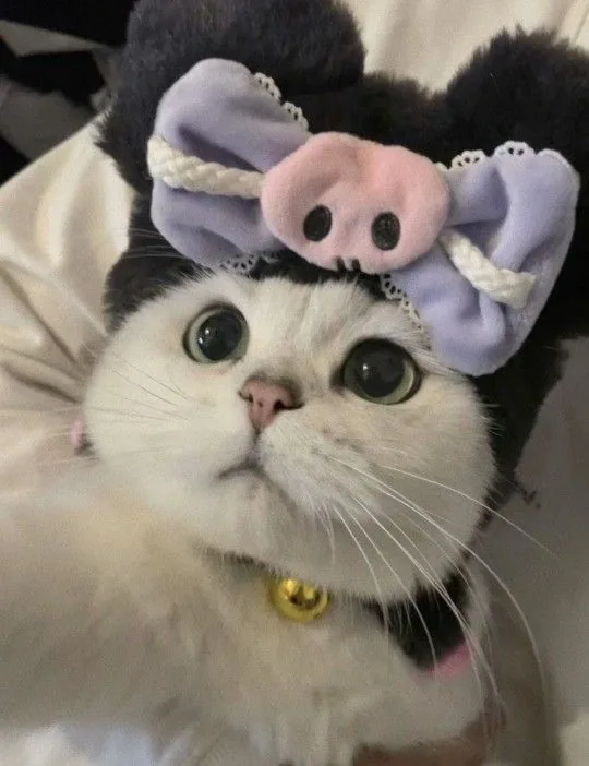 Cute Cat Pfp Emo
