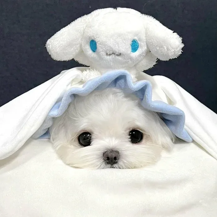Cute Kawaii Cinnamoroll PFP