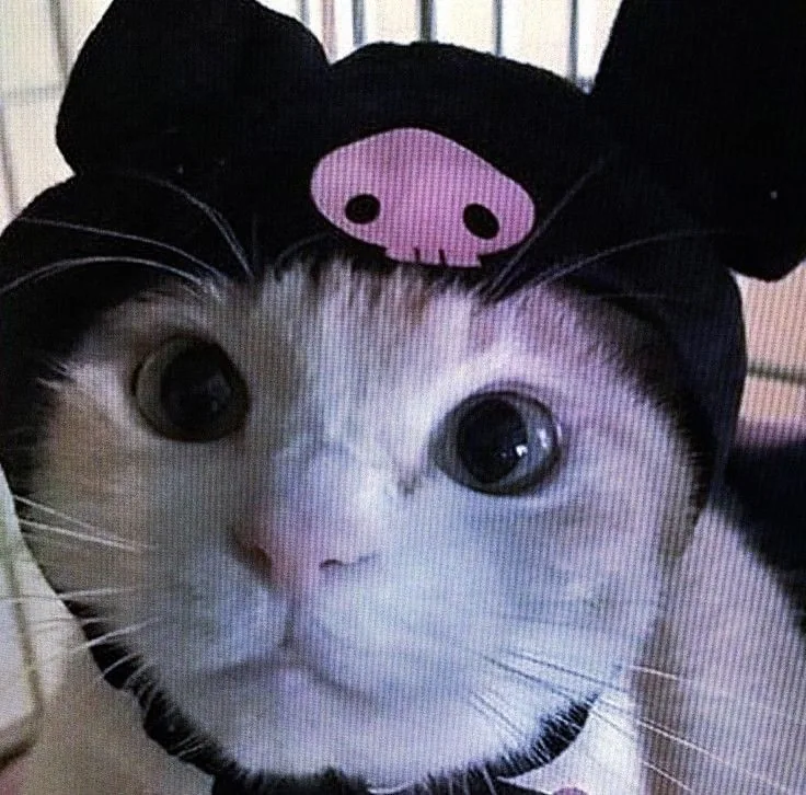 Cute Kuromi Cat PFP