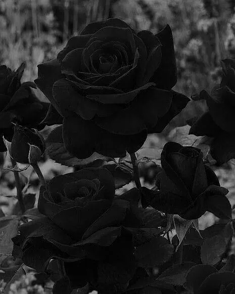 Dark Aesthetic Flower PFP
