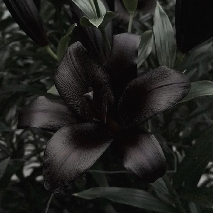 Dark Aesthetic Flower PFP