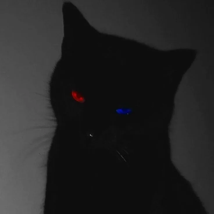 Dark Shadow PFP