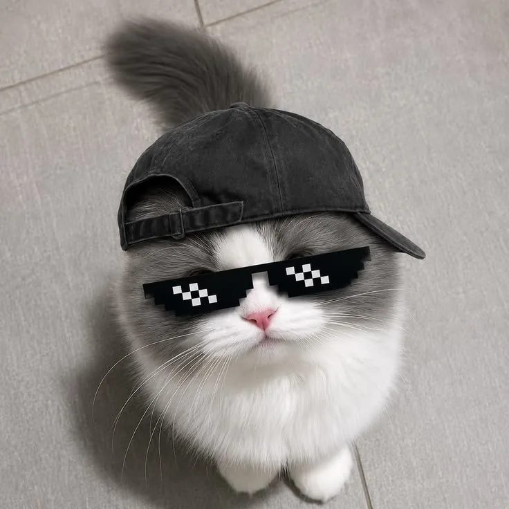 Discord PFP Cat