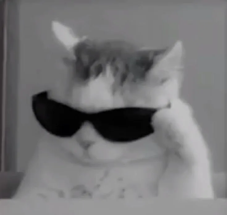 Discord PFP Cat
