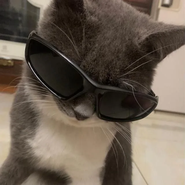 Discord PFP Cat