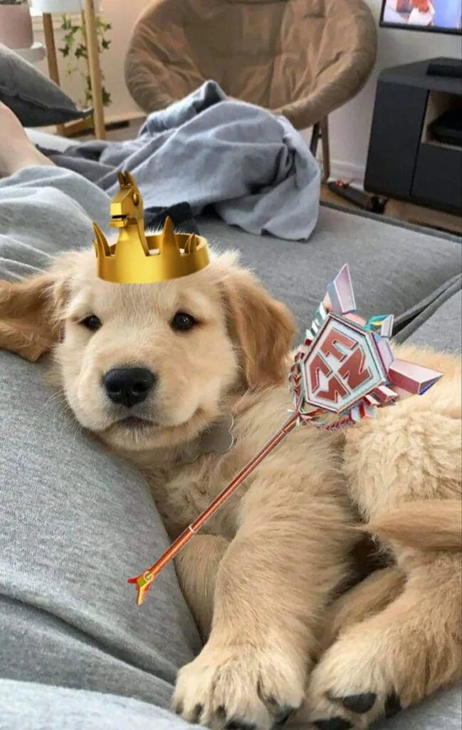 Dog Fortnite PFP