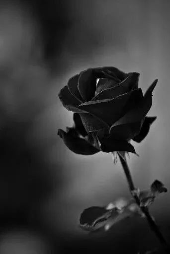 Flower PFP Black